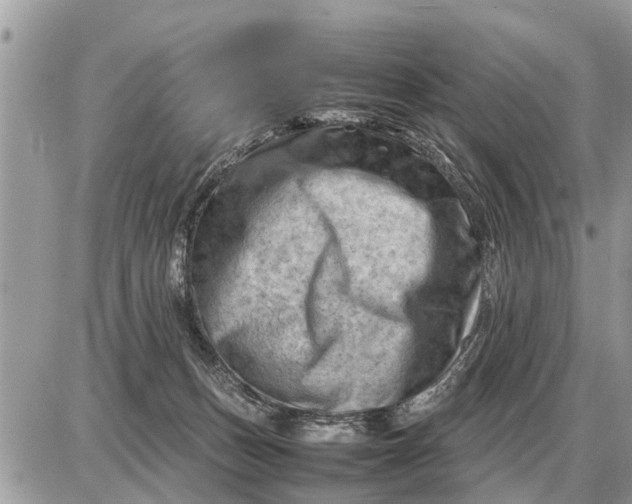 X0000087400175200705042044