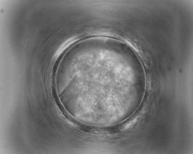 X0000087400199200705042044