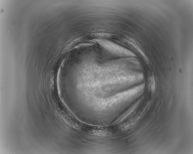 X0000087400259200705042043