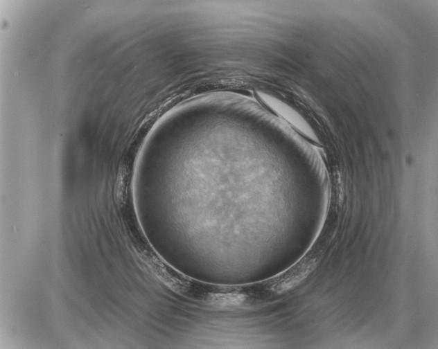 X0000087400266200705042043