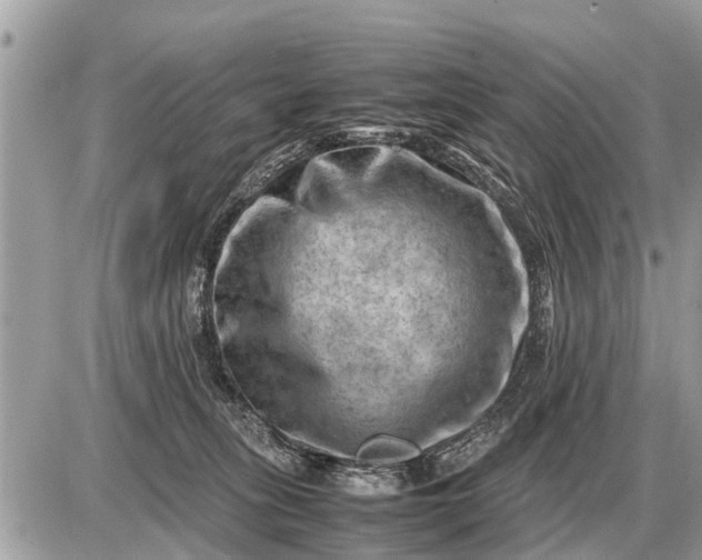 X0000087400275200705042043