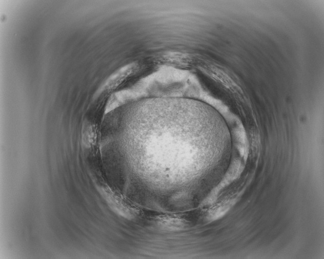 X0000087400284200705042043