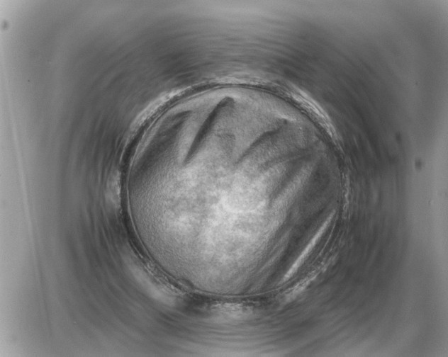 X0000087400298200705042042