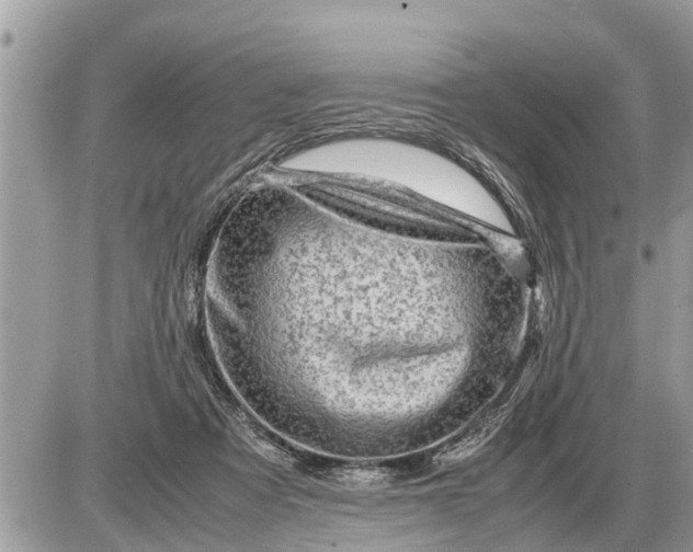 X0000087400313200705042042