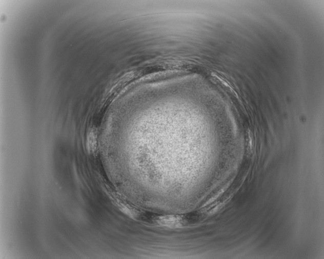 X0000087400335200705042042