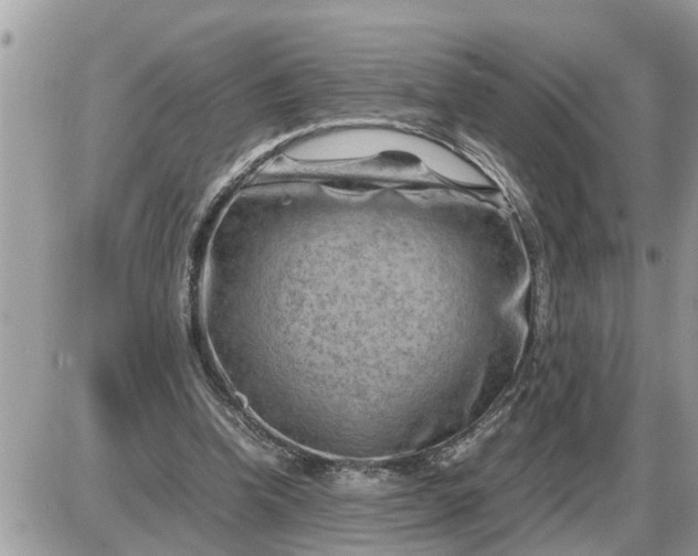 X0000087400346200705042041