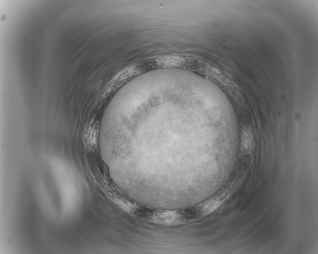 X0000087400431200705042040