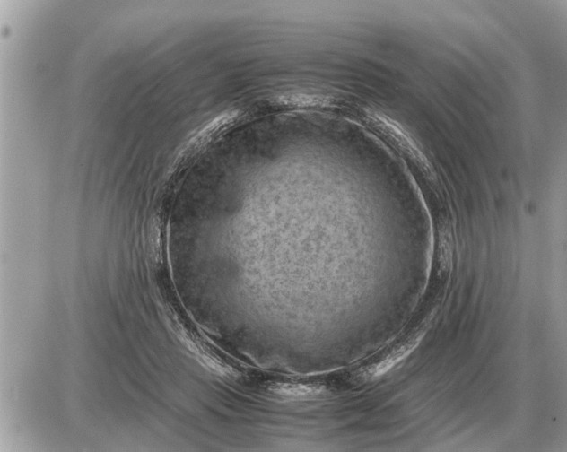 X0000087400453200705042039