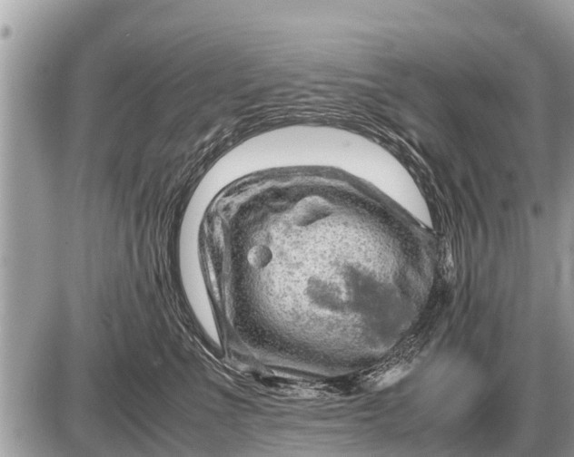 X0000087400523200705042038