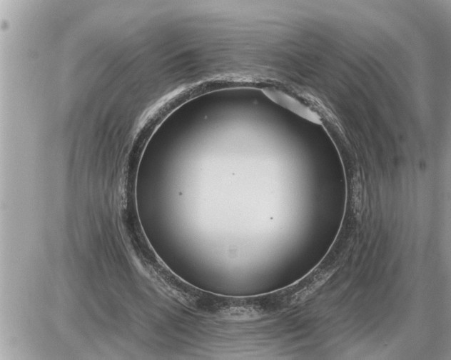 X0000087400536200705042038