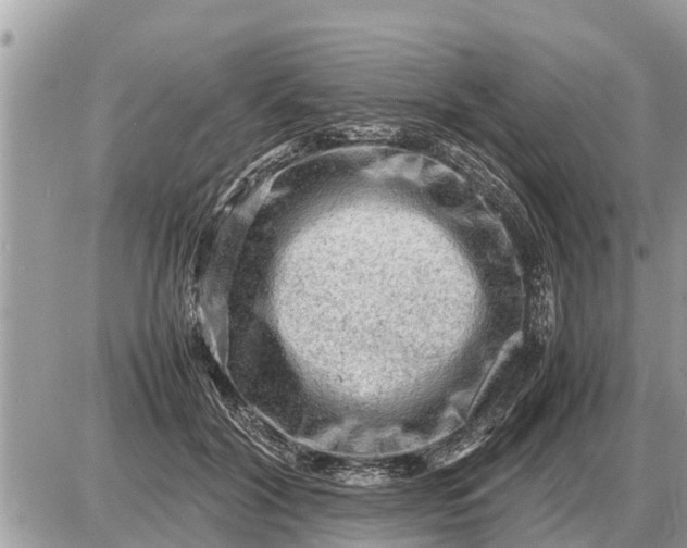 X0000087400604200705042037