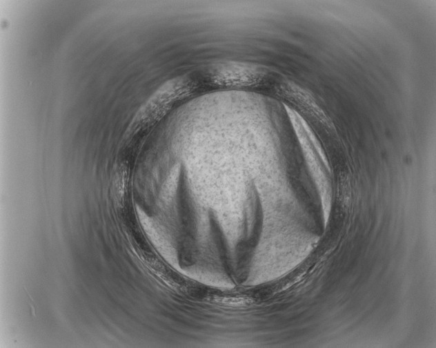 X0000087400645200705042036