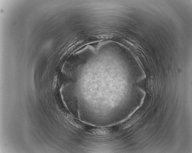 X0000087400652200705042036