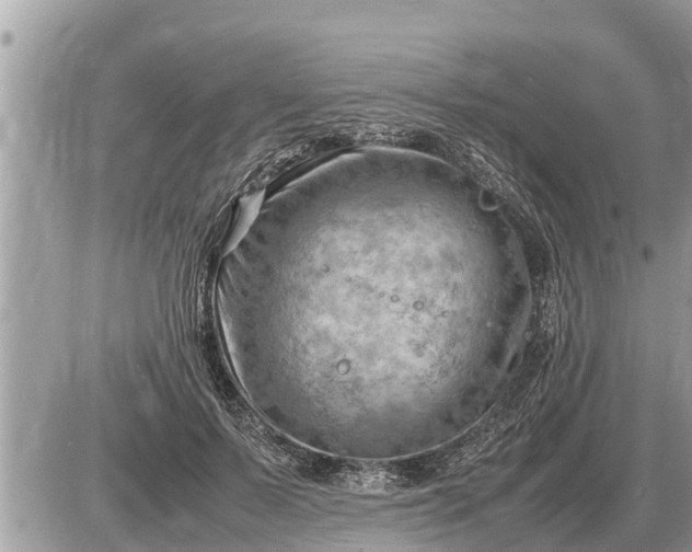 X0000087400695200705042036