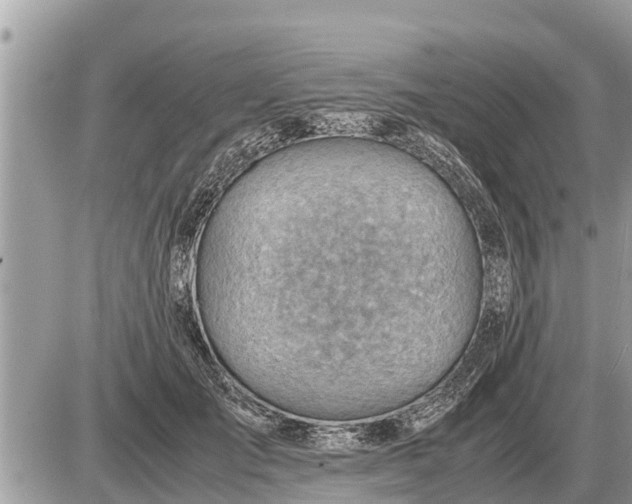 X0000087400701200705042036