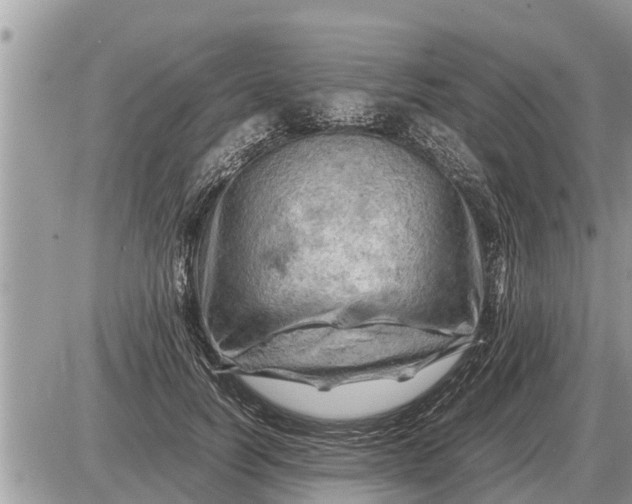 X0000087400746200705042035