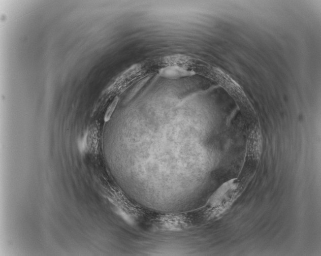 X0000087400762200705042035