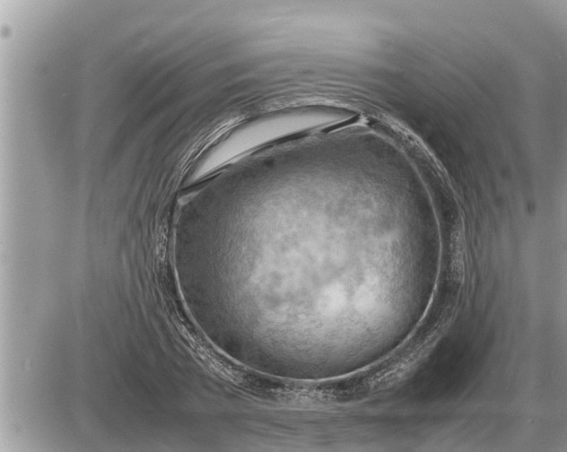 X0000087400785200705042034