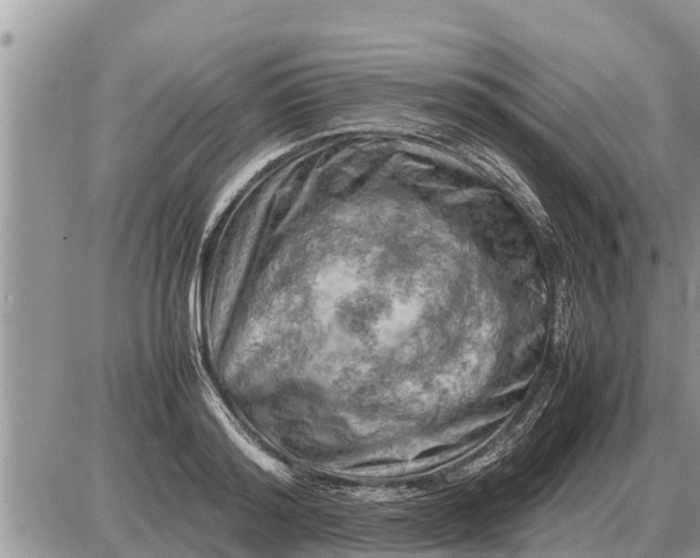 X0000087400796200705042034