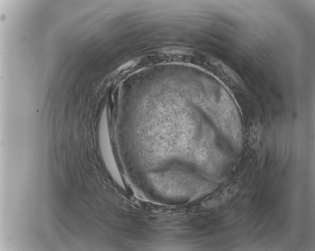 X0000087400821200705042033