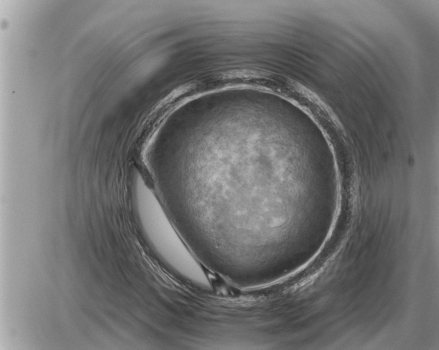 X0000087400825200705042033