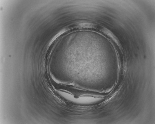 X0000087400829200705042033