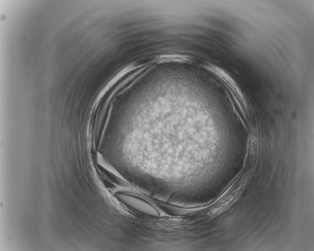 X0000087400859200705042034