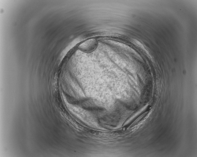 X0000087400875200705042033