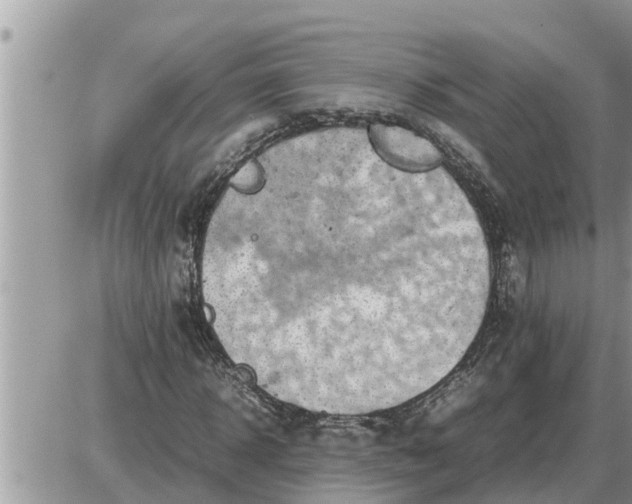 X0000087400918200705042031