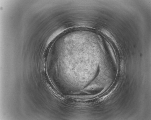 X0000087400925200705042032