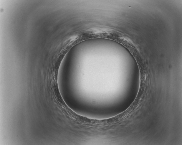 X0000087400965200705042031