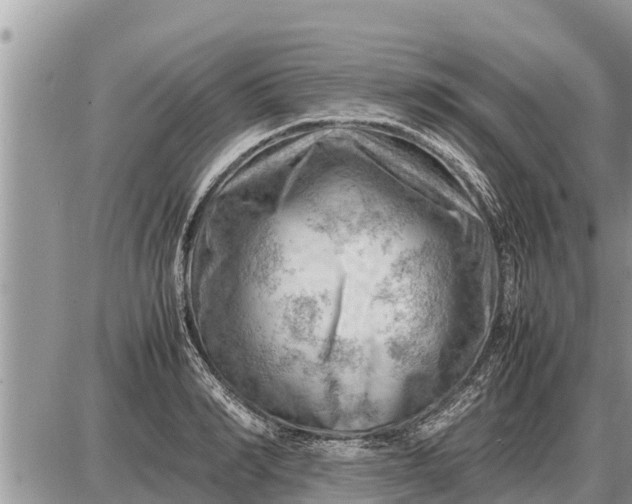 X0000087400990200705042031