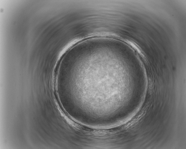 X0000087401046200705042030