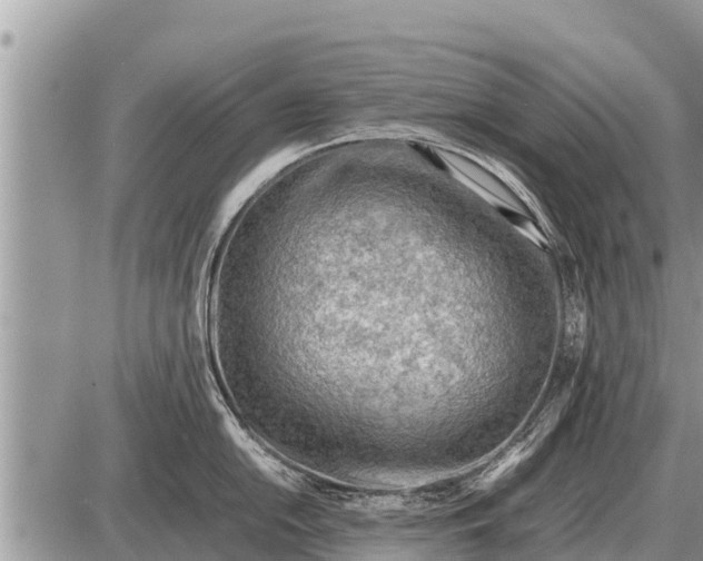 X0000087401054200705042031