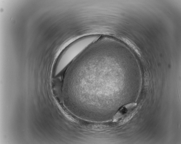 X0000087401077200705042029