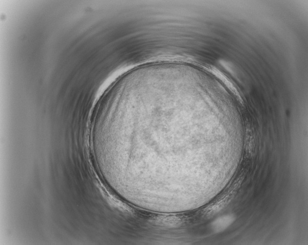 X0000087401094200705042029