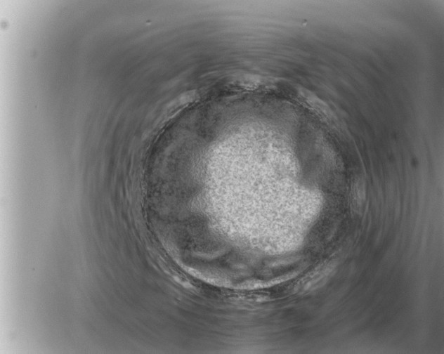 X0000087401105200705042028