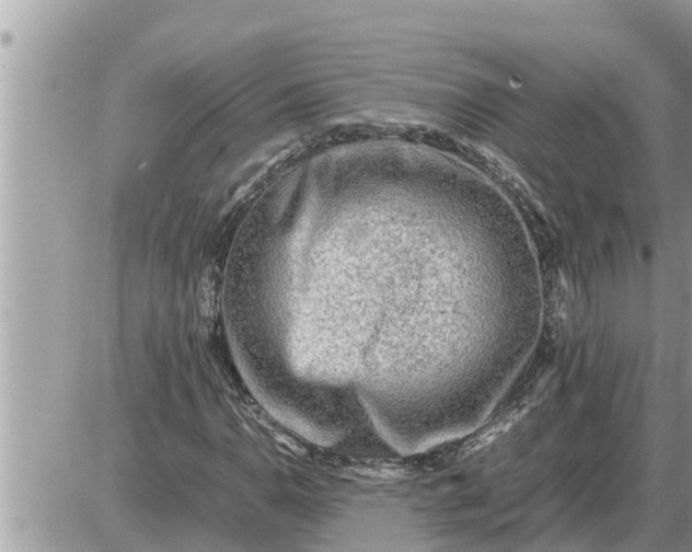 X0000087401110200705042028