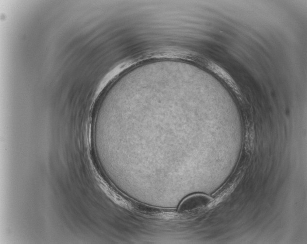 X0000087401130200705042029