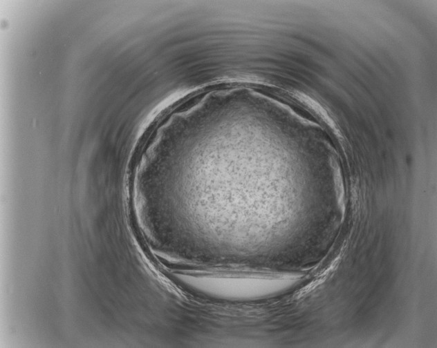 X0000087401133200705042029