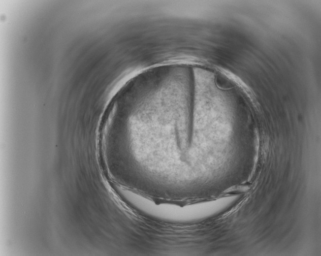 X0000087401423200705042024