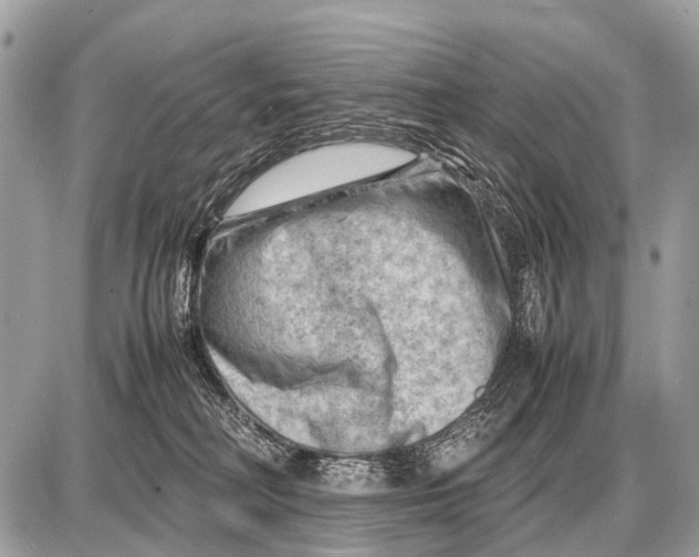 X0000087400230200705111833