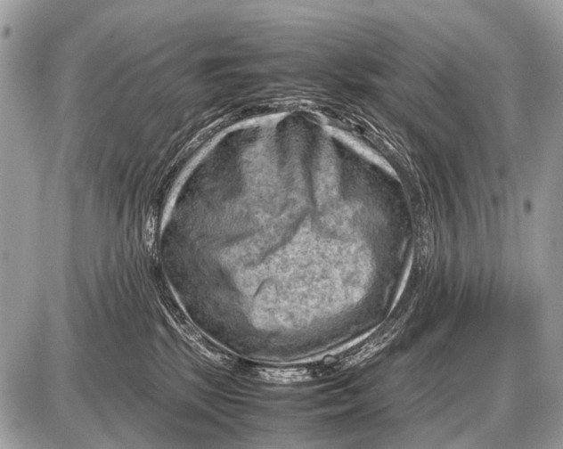 X0000087400281200705111833