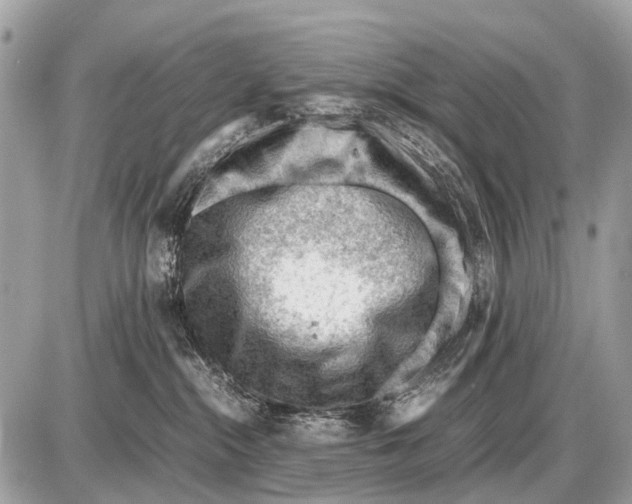 X0000087400284200705111833