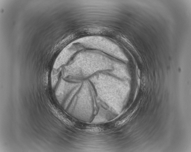 X0000087400454200705111830