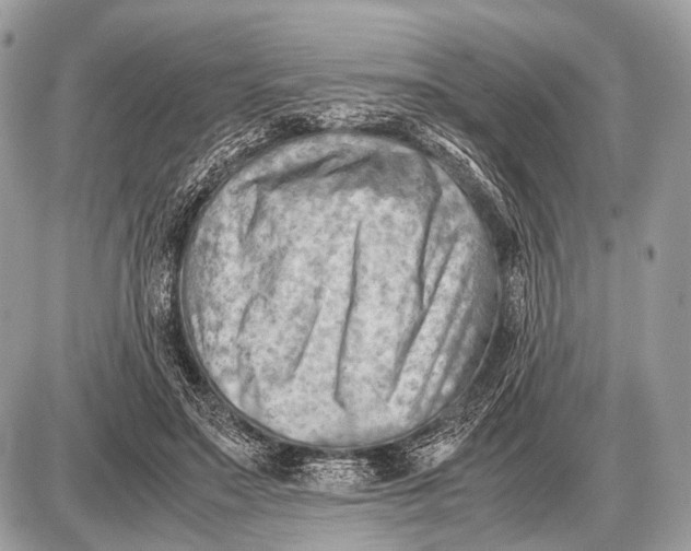 X0000087400499200705111829