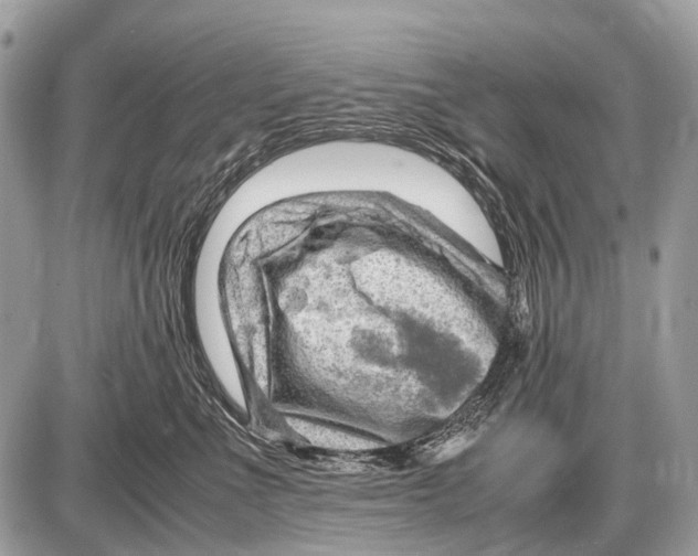 X0000087400523200705111829