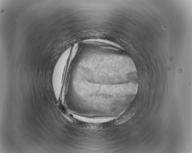 X0000087400624200705111827