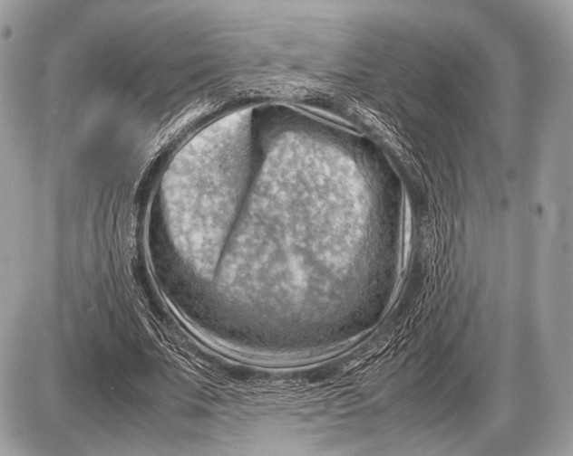 X0000087400679200705111826