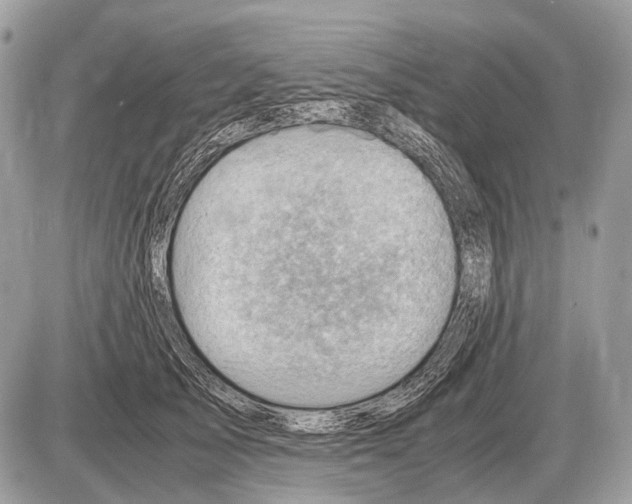 X0000087400705200705111826